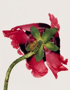 Irving Penn Single Oriental Poppy (B), New York, 1968. Dye transfer print, 21 ⅞ × 17 ⅛ inches (55.6 × 43.5 cm), edition of 18 © The Irving Penn Foundation