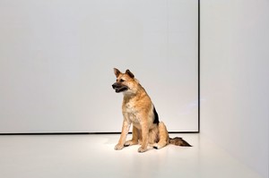 Piero Golia, The Dog and the Drop, 2013. Animatronic dog , solenoids and sync device Photo by Zarko Vijatovic