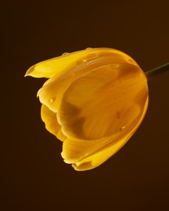 Roe Ethridge N’or Easter Tulip, 2024. UV-cured pigment print, 30 × 24 inches (76.2 × 61 cm), edition of 5 + 2 AP © Roe Ethridge