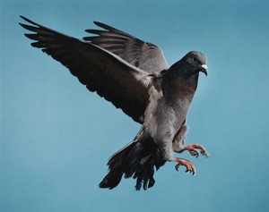 Roe Ethridge, Pigeon, 2002. Dye sublimation print on Dibond, 40 × 50 inches (101.6 × 127 cm), edition of 5 + 2 AP © Roe Ethridge
