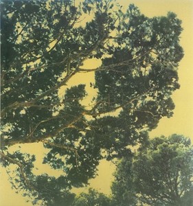 Cy Twombly, Tree, 1994. Gelatin silver print, 21 ½ × 16 ½ inches (54.6 × 41.9 cm), edition of 10