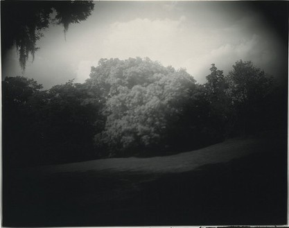 Sally Mann, Untitled (Virginia #6, Nuclear Tree), 1993 Gelatin silver print, 32 ½ × 40 ½ inches (82.6 × 102.9 cm), edition of 10© Sally Mann