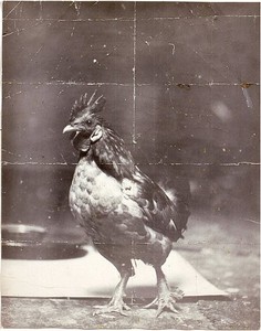 Ed Ruscha, Ross the Rooster, 1960. Unique gelatin silver print, 14 × 11 inches (35.6 × 27.9 cm) © Ed Ruscha