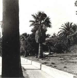 Ed Ruscha, Palm Tree #3, 1971/2003. Gelatin silver print, Image: 10 × 10 inches (25.4 × 25.4 cm), edition of 8