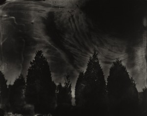 Sally Mann, Battlefields, Fredericksburg, (Cedar Trees), 2000. Gelatin silver print, 38 × 48 inches, (96.5 × 121.9 cm), edition of 5