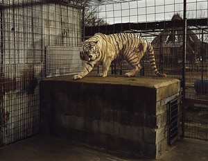 Taryn Simon, White Tiger (Kenny), Selective Inbreeding, Turpentine Creek Wildlife Refuge and Foundation, Eureka Springs, Arkansas, from the series An American Index of the Hidden and Unfamiliar, 2007. Chromogenic print, framed: 37 ¼ × 44 ½ inches (94.6 × 113 cm), edition of 7 + 2 AP © Taryn Simon