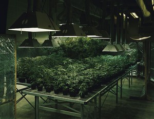 Taryn Simon, Research Marijuana Crop Grow Room, National Center for Natural Products Research, Oxford, Mississippi, from the series An American Index of the Hidden and Unfamiliar, 2007. Chromogenic print, framed: 37 ¼ × 44 ½ inches (94.6 × 113 cm), edition of 7 + 2 AP © Taryn Simon