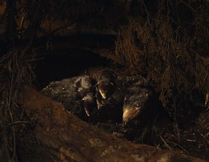 Taryn Simon, Hibernating Black Bear and Cubs, Bear Den, Monongahela National Forest, West Virginia, 2005–07, from the series An American Index of the Hidden and Unfamiliar, 2007. Chromogenic print, framed: 37 ¼ × 44 ½ inches (94.6 × 113 cm), edition of 7 + 2 AP © Taryn Simon
