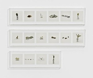 Taryn Simon, PLANTS (PROHIBITED), 2010. 16 archival inkjet prints in 3 Plexiglas boxes, Box 1 &amp; 2: 9 ¼ × 44 ½ × 2 ½ inches (23.5 × 113 × 6.4 cm); Box 3: 9 ¼ × 30 × 2 ½ inches (23.5 × 76.2 × 6.4cm), edition of 4 Photo by Douglas M. Parker Studio