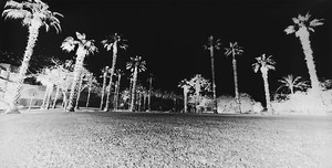 Vera Lutter, Palm Trees, Giza: April 20, 2010, 2010. Unique Silver Gelatin Print, 14 ⅜ × 27 ¼ inches, (36.5 × 69.2cm)