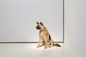 Piero Golia, The Dog and the Drop, 2013 (view 2). Animatronic dog, solenoids, and sync device, Dimensions variable