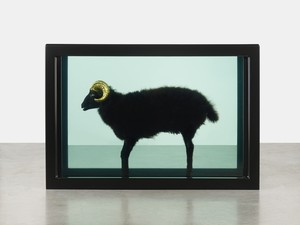 Damien Hirst, Black Sheep with Golden Horns, 2009. Glass painted stainless steel, silicone, acrylic, gold, cable ties, sheep, and formaldehyde, 43 ⅜ × 63 ⅞ × 25 ¼ inches (110.3 × 162.3 × 64.1 cm) © Damien Hirst and Science Ltd. All rights reserved, DACS 2015