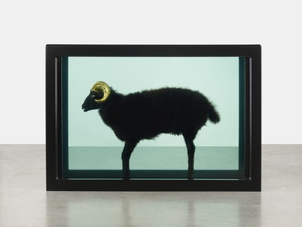 Damien Hirst, Black Sheep with Golden Horns, 2009 Glass painted stainless steel, silicone, acrylic, gold, cable ties, sheep, and formaldehyde, 43 ⅜ × 63 ⅞ × 25 ¼ inches (110.3 × 162.3 × 64.1 cm)© Damien Hirst and Science Ltd. All rights reserved, DACS 2015