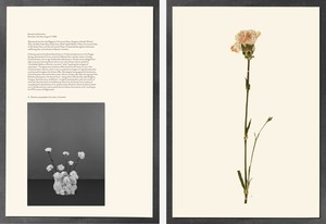 Taryn Simon, Bratislava Declaration, Bratislava, Slovakia, August 3, 1968; Dianthus caryophyllus, Carnation, Colombia, from the series Paperwork and the Will of Capital, 2015. Pigmented concrete press, dried plant specimens, archival inkjet prints, text on archival herbarium paper, and steel brace, 43 × 28 ½ × 20 ½ inches (109.2 × 72.4 x 52.1 cm) © Taryn Simon