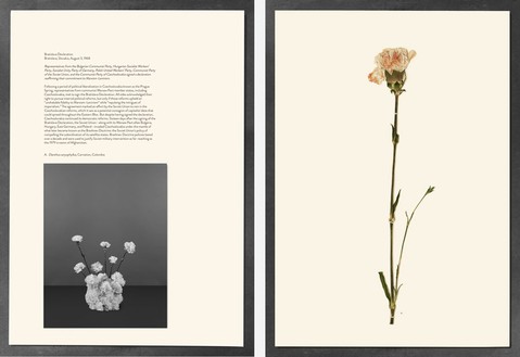 Taryn Simon, Bratislava Declaration, Bratislava, Slovakia, August 3, 1968; Dianthus caryophyllus, Carnation, Colombia, from the series Paperwork and the Will of Capital, 2015 Pigmented concrete press, dried plant specimens, archival inkjet prints, text on archival herbarium paper, and steel brace, 43 × 28 ½ × 20 ½ inches (109.2 × 72.4 x 52.1 cm)© Taryn Simon