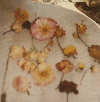 Cy Twombly, Light Flowers V (Gaeta), 2008 Color dry-print, 17 × 11 inches (43.2 × 27.9 cm), edition 3/6© Nicola Del Roscio Foundation