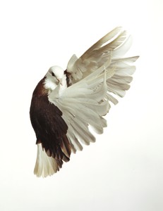 Roe Ethridge, Pigeon, 2001. Dye sublimation print on aluminum, 38 × 30 inches (96.5 × 76.2 cm), edition of 5 + 2 AP © Roe Ethridge