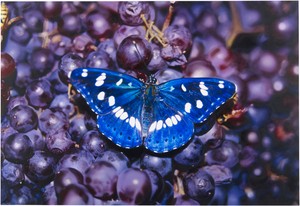 Damien Hirst, Limenitis reducta in Vitis vinifera, 2009. Oil on canvas, 74 × 108 inches (188 × 274.3 cm) © Damien Hirst and Science Ltd. All rights reserved, DACS 2021