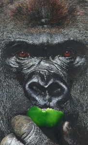 Damien Hirst, Gorilla Eats Green Pepper, 2013. Oil on canvas, 96 × 58 ½ inches (243.8 × 148.6 cm) © Damien Hirst and Science Ltd. All rights reserved, DACS 2021. Photo: Prudence Cuming Associates