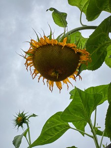 Roe Ethridge, Bent Sunflower in School Garden, 2020. Dye sublimation print on aluminum, 32 × 24 inches (81.3 × 61 cm), edition 1/5 + 2 AP © Roe Ethridge