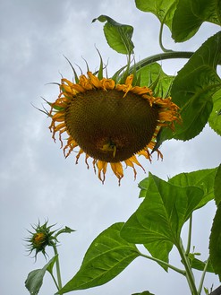 Roe Ethridge, Bent Sunflower in School Garden, 2020 Dye sublimation print on aluminum, 32 × 24 inches (81.3 × 61 cm), edition 1/5 + 2 AP© Roe Ethridge