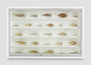 Damien Hirst, Saint Philip, 2005. Glass, painted medium-density fiberboard, aluminum, acrylic, fish, and formaldehyde solution, 24 ⅛ × 36 × 6 ½ inches (61.1 × 91.5 × 16.5 cm) © Damien Hirst and Science Ltd. All rights reserved, DACS 2022. Photo: Prudence Cuming Associates Ltd