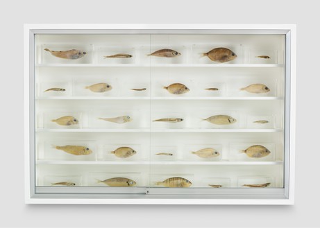 Damien Hirst, Saint Philip, 2005 Glass, painted medium-density fiberboard, aluminum, acrylic, fish, and formaldehyde solution, 24 ⅛ × 36 × 6 ½ inches (61.1 × 91.5 × 16.5 cm)© Damien Hirst and Science Ltd. All rights reserved, DACS 2022. Photo: Prudence Cuming Associates Ltd