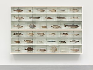 Damien Hirst, Love Is Blind, 2008. Glass, painted medium-density fiberboard, beech, aluminum, acrylic, fish, and formaldehyde solution, 72 × 108 × 12 inches (182.9 × 274.3 × 30.5 cm) © Damien Hirst and Science Ltd. All rights reserved, DACS 2022. Photo: Prudence Cuming Associates Ltd