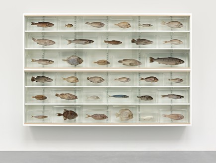 Damien Hirst, Love Is Blind, 2008 Glass, painted medium-density fiberboard, beech, aluminum, acrylic, fish, and formaldehyde solution, 72 × 108 × 12 inches (182.9 × 274.3 × 30.5 cm)© Damien Hirst and Science Ltd. All rights reserved, DACS 2022. Photo: Prudence Cuming Associates Ltd