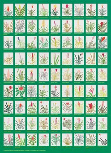 Jonas Wood, Aechmea Bromeliad Poster, 2022. 27-color lithograph on Coventry rag smooth paper, 42 ⅜ × 30 ¾ inches (107.6 × 78.1 cm), edition of 80 + 20 AP © Jonas Wood