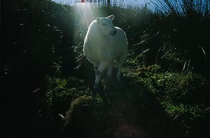Nan Goldin, Holy sheep, Rathmullen, Ireland, 2002. Archival pigment print, 40 × 60 inches (101.6 × 152.4 cm), edition of 3 © Nan Goldin