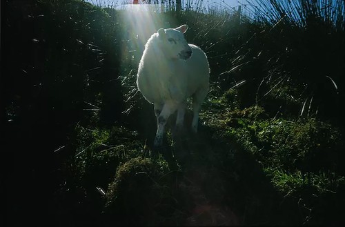 Nan Goldin, Holy sheep, Rathmullen, Ireland, 2002 Archival pigment print, 40 × 60 inches (101.6 × 152.4 cm), edition of 3© Nan Goldin