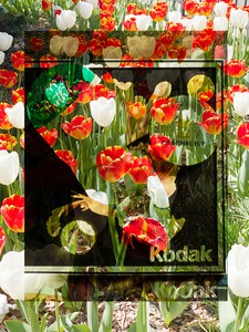 Roe Ethridge, Kodak Kodak and Tulips, 2022. Dye sublimation print on aluminum, 54 × 40 ½ inches (137.2 × 102.9 cm), edition of 5 + 2 AP © Roe Ethridge