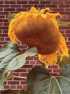 Roe Ethridge, Bent Sunflower in School Garden 2, 2020. Dye sublimation print on aluminum, 32 × 24 inches (81.3 × 61 cm), edition of 5 + 2 AP © Roe Ethridge