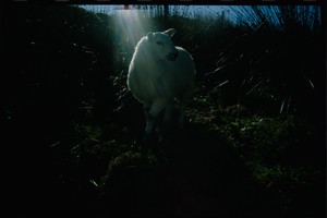 Nan Goldin, Holy sheep, Rathmullen, Ireland, 2002. Archival pigment print, 41 × 61 inches (104 × 154.8 cm), edition of 3 + 2 AP © Nan Goldin