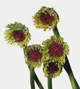 Irving Penn Gerbera Daisy / Gerbera asteraceae, New York, 2006. Pigmented inkjet print, 17 ⅞ × 16 ¼ inches (45.4 × 41.1 cm), edition of 17 © Condé Nast