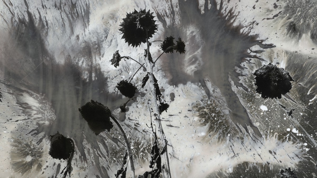 Black-and-white photograph of sunflowers against a sky