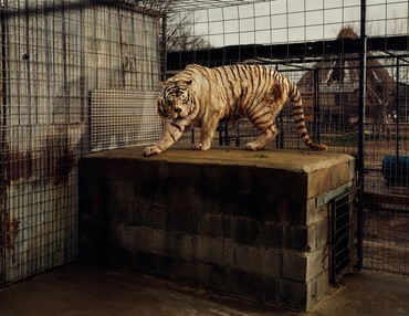 Taryn Simon, White Tiger (Kenny), Selective Inbreeding, Turpentine Creek Wildlife Refuge and Foundation, Eureka Springs, Arkansas, 2006–07, from the series An American Index of the Hidden and Unfamiliar, 2007 © Taryn Simon