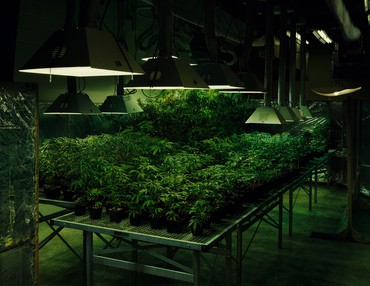 Taryn Simon, Research Marijuana Crop Grow Room, National Center for Natural Products Research, Oxford, Mississippi, 2007 © Taryn Simon