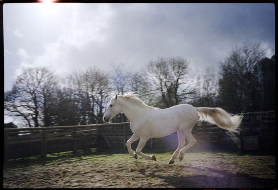 Mary McCartney, Canter. Number 1, Sussex, 2017,&nbsp;2017 © Mary McCartney