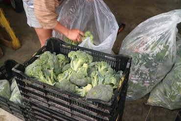 Vegetables from Sky High Farm being prepared for distribution in New York