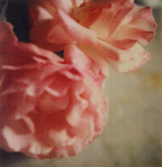 Cy Twombly, Roses, Gaeta, 2004 © Fondazione Nicola Del Roscio