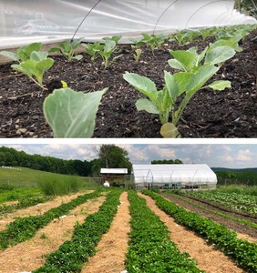 <p>Top: Project EATS farm, Brooklyn, New York; bottom: Sky High Farm, Columbia County, New York</p>