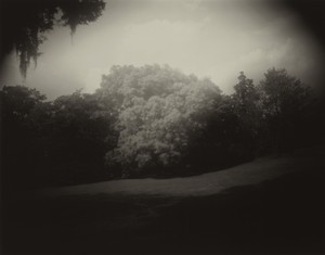black-and-white photo of a bushy tree in a landscape