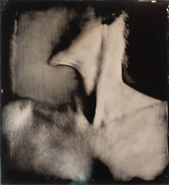 Sally Mann, Thin Skin, 2006–09, ambrotype, unique collodion wet-plate positive on black glass with sandarac varnish, 15 × 13 ½ inches (38.1 × 34.3 cm)
