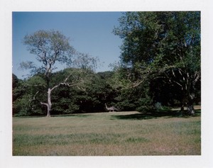 Polaroid of an exterior view from Rudolf Stingel's studio, Martha's Vineyard, Massachusetts, 2025