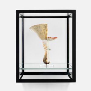 <p data-block-key="vco0b"><i>Double Mushroom Vitrine (Once)</i>, 2021</p>